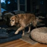 O lugar onde seu cachorro dorme pode explicar por que ele troca de cama várias vezes durante a noite