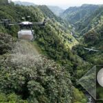 Plantada em 1825 como cultura alimentar, 200 anos depois tornou-se uma árvore invasora, combatida por drones e insetos