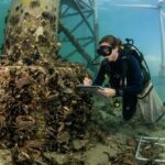 Turbinas eólicas no mar estão atraindo caranguejos em Rhode Island, mas cientistas ainda investigam se elas criam novos habitats ou apenas concentram os animais